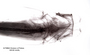 Ageneiosus guianensis FMNH 53247 holo dvh x